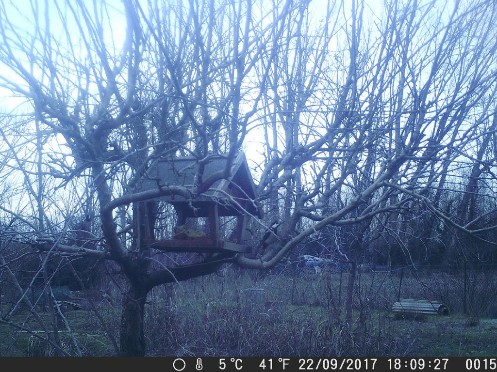 Picchio rosso maggiore (Dendrocopos major) - fototrappola